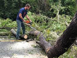 Best Hazardous Tree Removal  in Haskins, OH