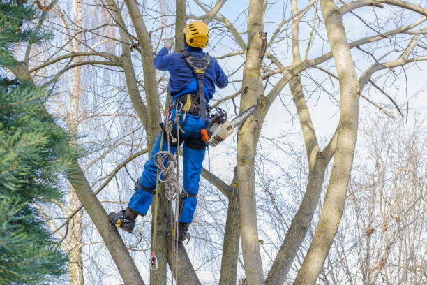 Best Tree and Shrub Care  in Haskins, OH