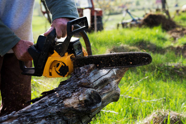 Best Pest Control for Lawns  in Haskins, OH